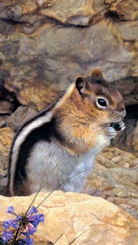 Chipmunk pośród skał