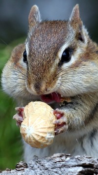 Chipmunk z orzeszkiem ziemnym