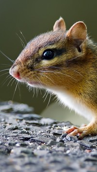 Chipmunk