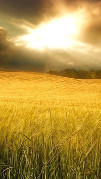 Chmury nad polem pszenicy