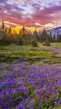 Chmury nad stratowulkanem Mount Rainier i łąką