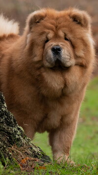 Chow chow