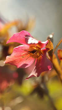 Ciemiernik różowy