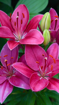Ciemnoróżowe lilie z pąkami