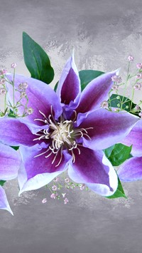 Clematis w grafice