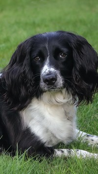 Cocker spaniel angielski na trawie