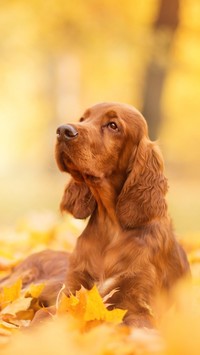 Cocker spaniel angielski w jesiennych liściach