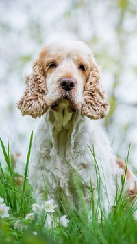 Cocker spaniel angielski w trawie