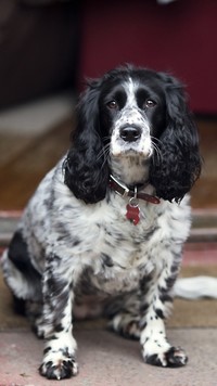 Cocker spaniel angielski