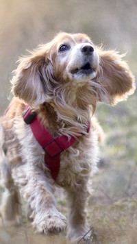 Cocker spaniel w szelkach