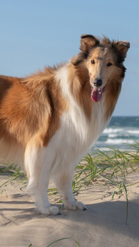 Collie na plaży