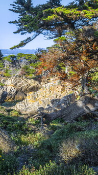 Cyprysy wielkoszyszkowe i skały w Point Lobos