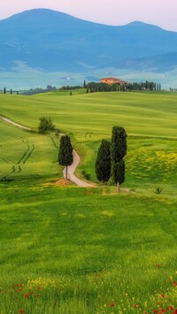 Cyprysy wzdłuż drogi przez łąki w Toskanii