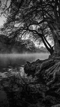 Czarno-biała fotografia rzeki i drzewa