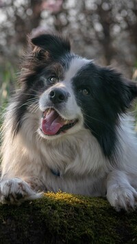 Czarno-biały border collie