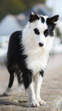 Czarno-biały border collie na murku