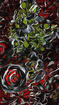 Czarno-czerwone róże