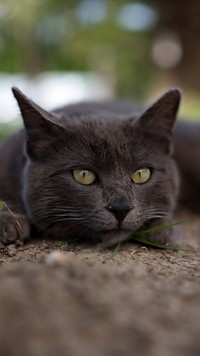 Czarny kot leżący na ziemi
