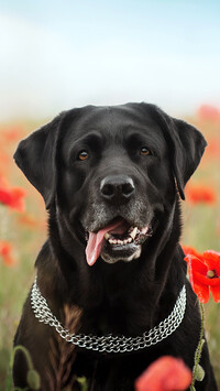 Czarny labrador retriever