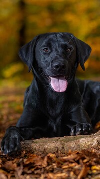 Czarny labrador retriever