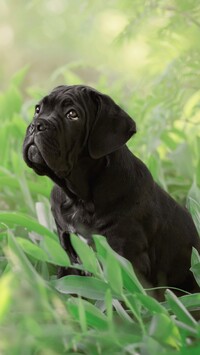 Czarny szczeniak cane corso