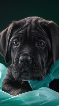 Czarny szczeniak cane corso