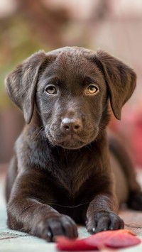 Czekoladowy labrador leżący na chodniku