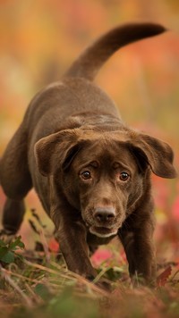 Czekoladowy labrador retriever