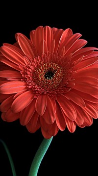 Czerwona gerbera