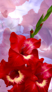 Czerwona gladiola