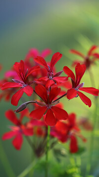 Czerwona pelargonia