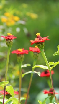 Czerwone kwiatuszki z żółtymi pręcikami