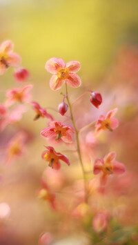 Czerwone kwiaty epimedium