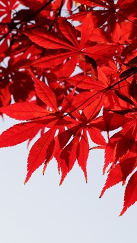 Czerwone liście klonu