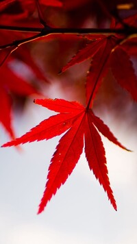 Czerwone liście klonu