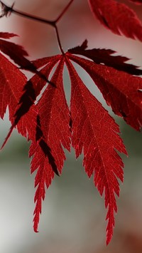 Czerwone liście klonu palmowego
