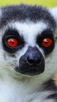 Czerwone oczy lemura