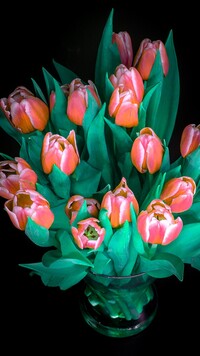 Czerwone tulipany w wazonie