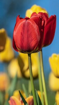 Czerwone tulipany w zbliżeniu