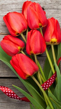 Czerwone tulipany ze wstążką