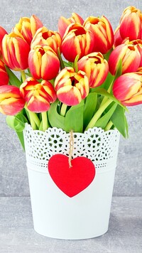 Czerwono-żółte tulipany w doniczce