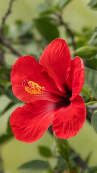Czerwony hibiskus