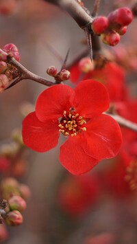 Czerwony kwiat pigwowca