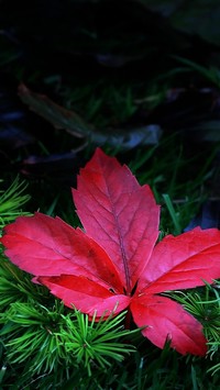 Czerwony liść na gałązce iglaka