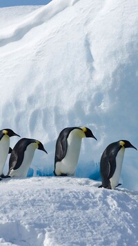 Cztery pingwiny cesarskie