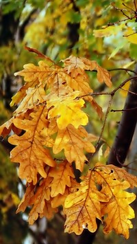 Dąb z  jesiennymi liśćmi