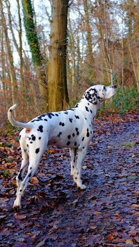 Dalmatyńczyk na spacerze w lesie