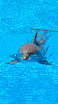 Delfin