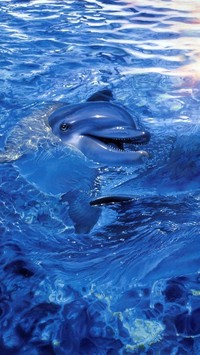 Delfin w morzu