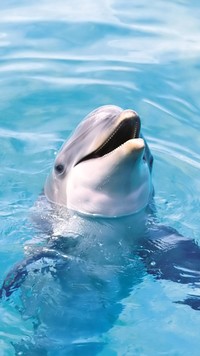 Delfin wynurzający się z wody